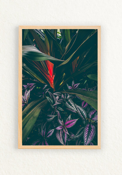 Botanica Tropical y Escudo persa