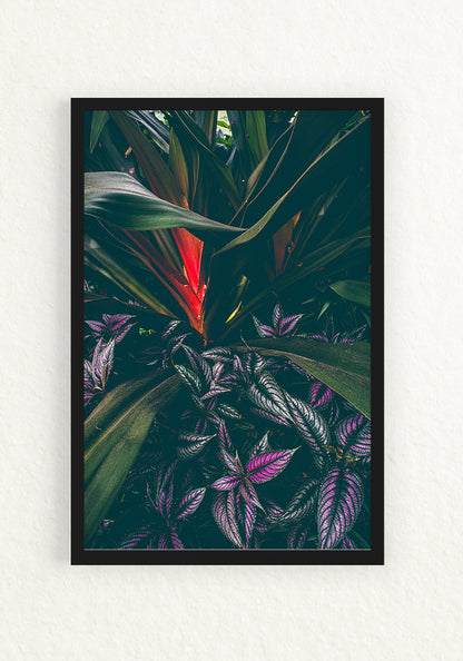 Botanica Tropical y Escudo persa