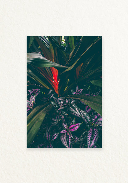 Botanica Tropical y Escudo persa