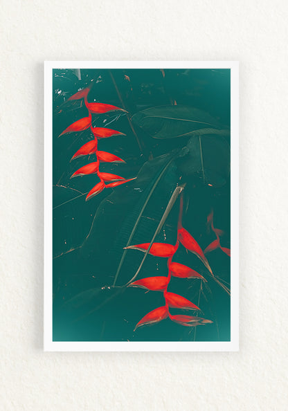 Heliconia