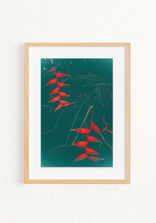 Heliconia
