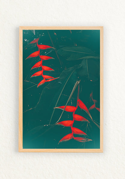 Heliconia