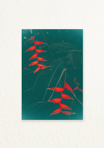 Heliconia