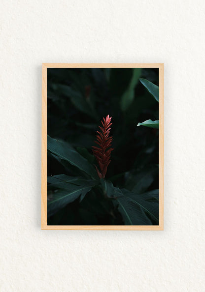 Botanico