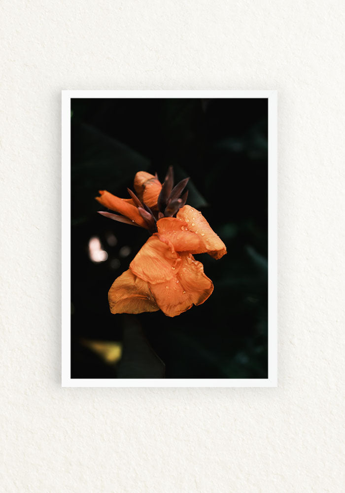 Botanico