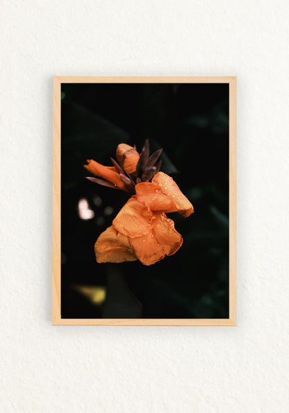 Botanico