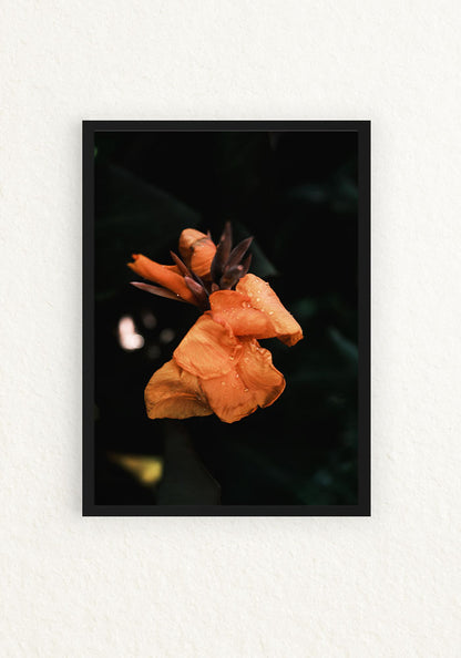 Botanico