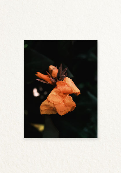 Botanico