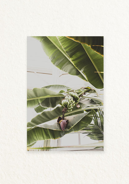 Platano