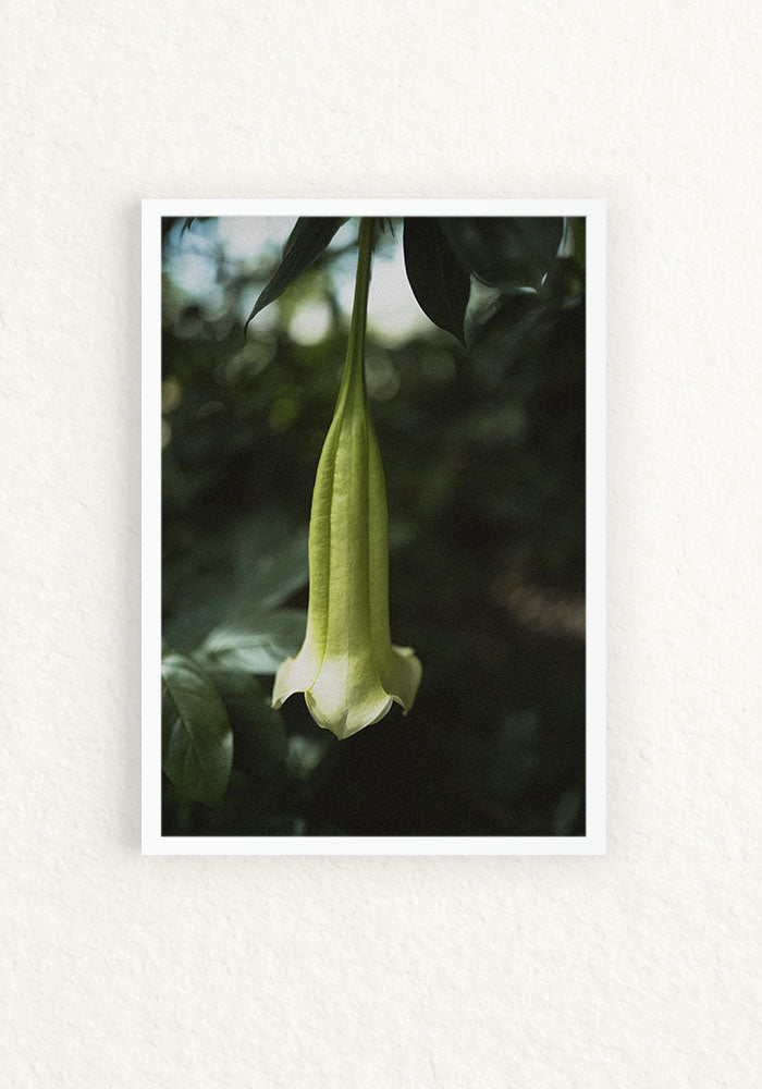 Brugmansia