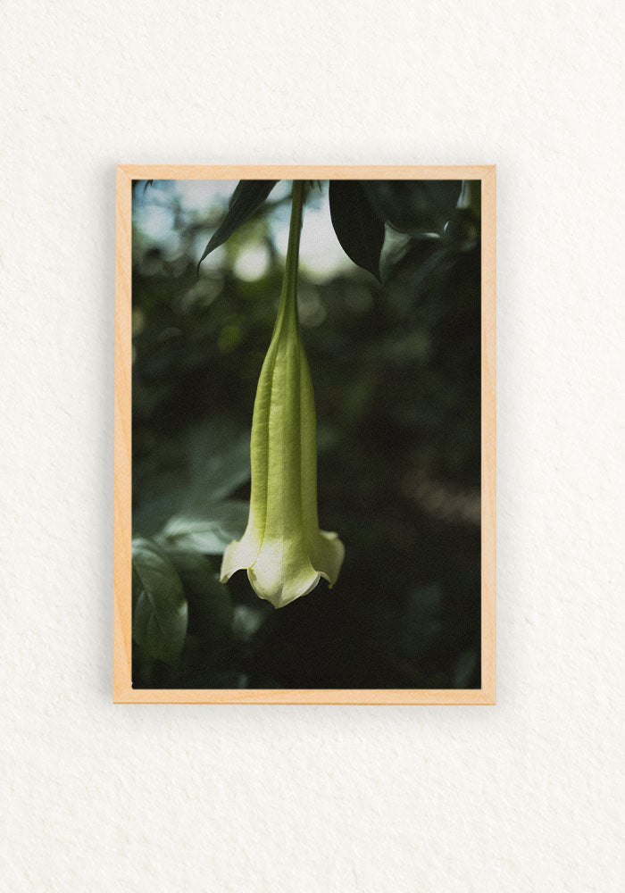Brugmansia