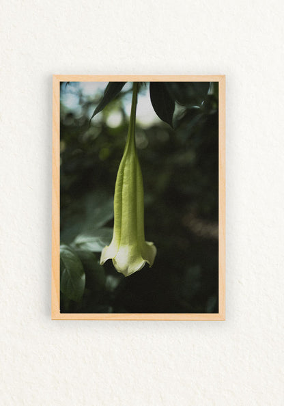 Brugmansia