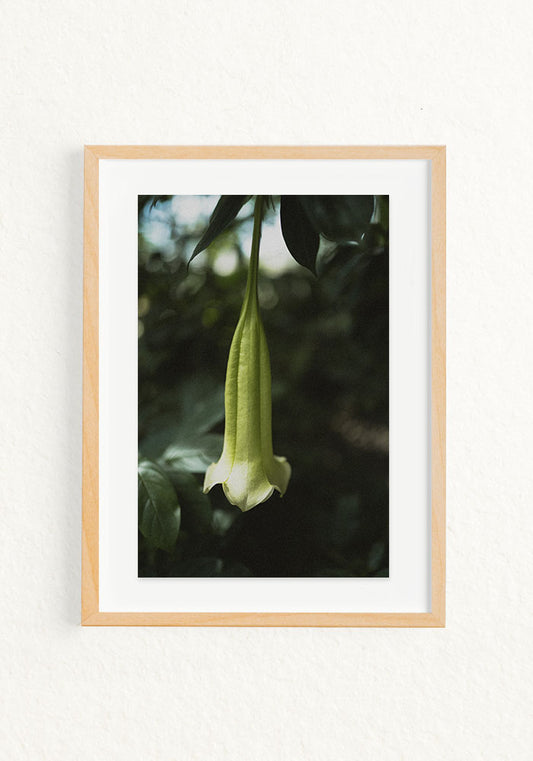Brugmansia