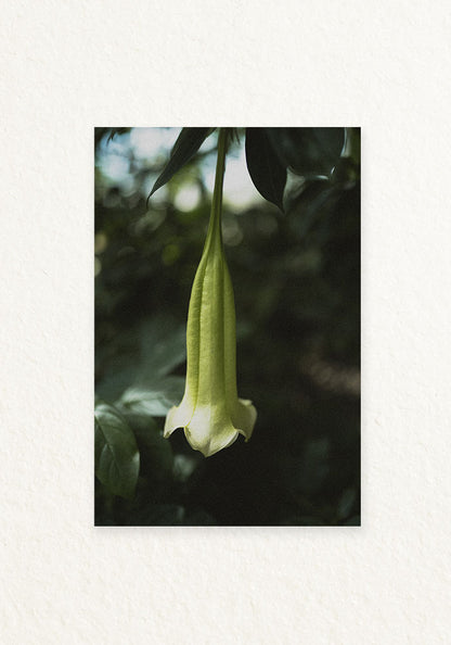 Brugmansia