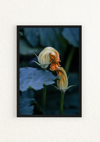 Bacio del fiore di zucca