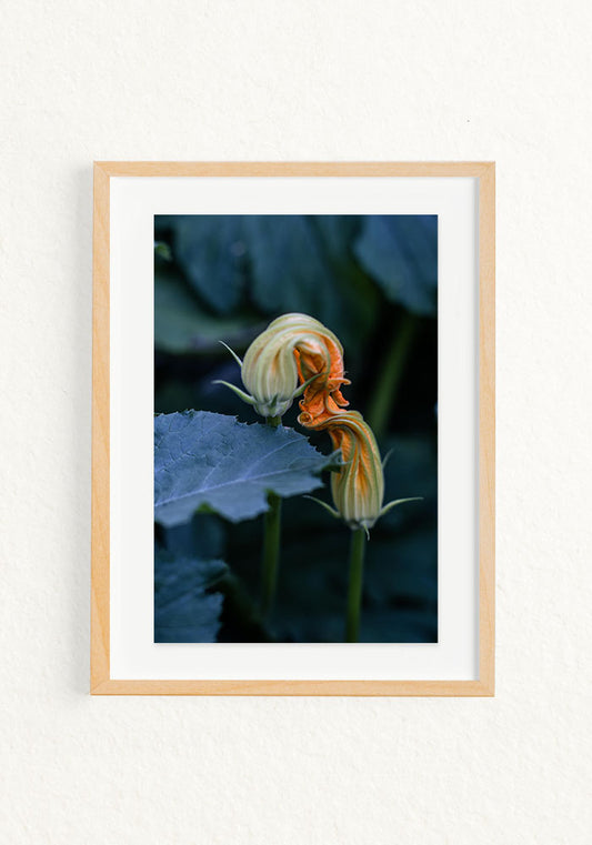 Bacio del fiore di zucca