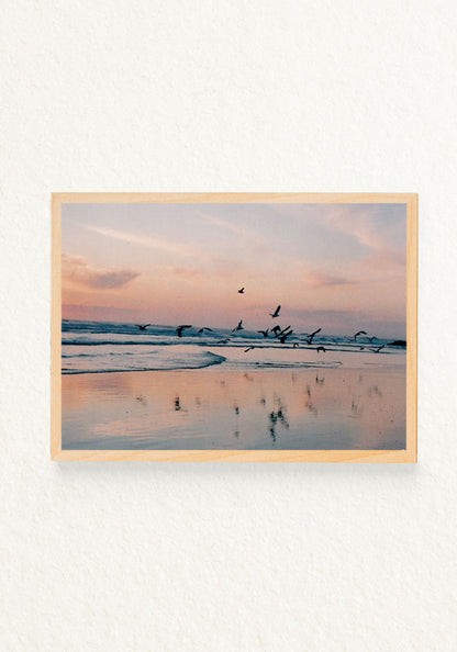 Pajaros en la mar
