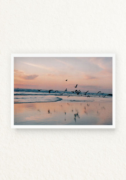 Pajaros en la mar
