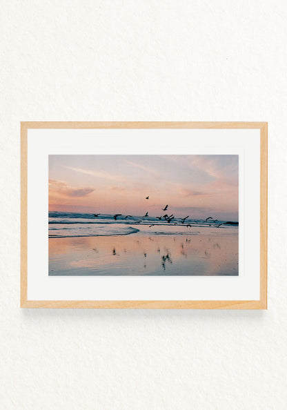 Pajaros en la mar