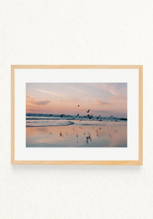 Pajaros en la mar