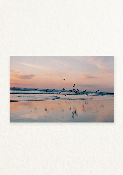 Pajaros en la mar