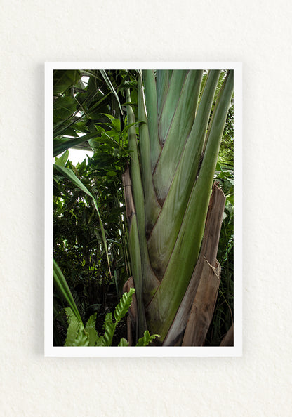 Musa trenza