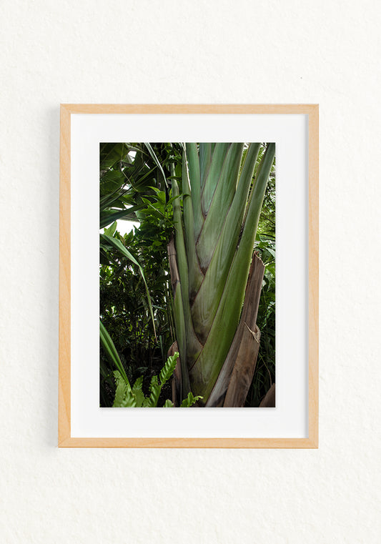 Musa trenza