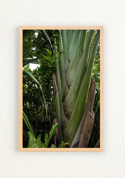 Musa trenza