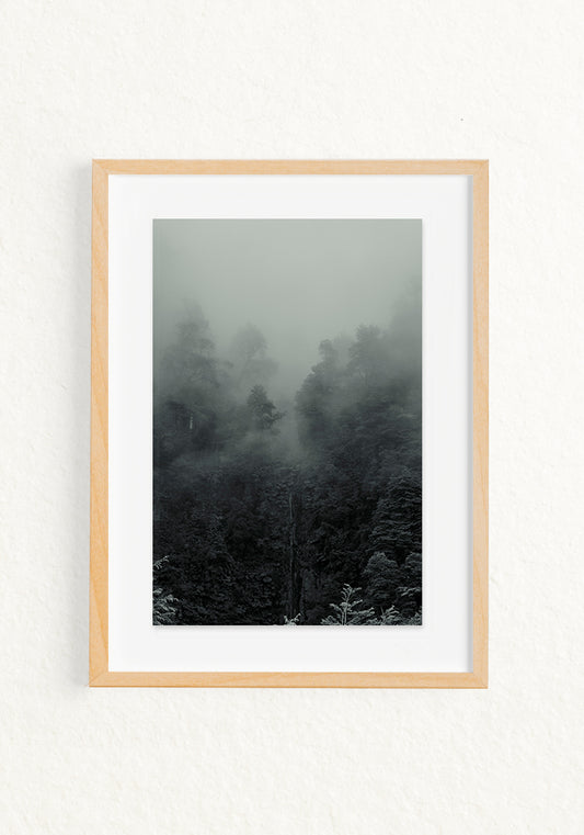 Bosque interior
