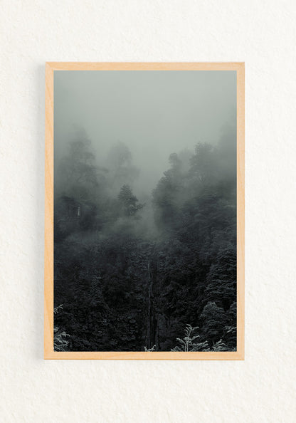 Bosque interior