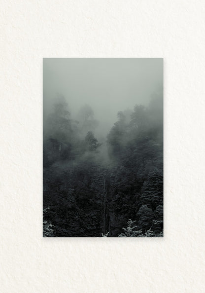 Bosque interior