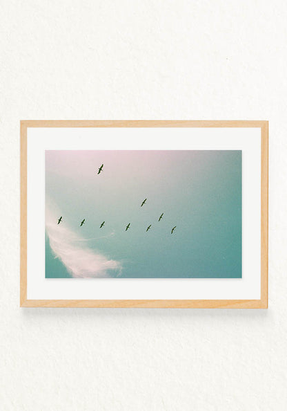 Serie Pajaros Analoga Ecuador en V