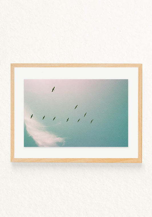 Serie Pajaros Analoga Ecuador en V