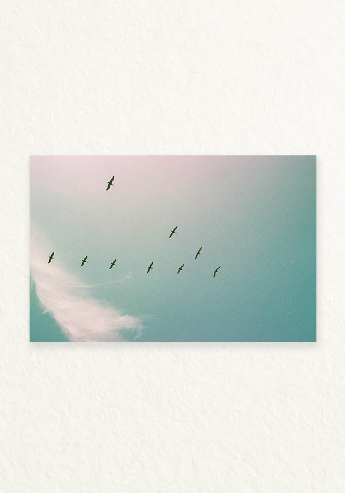 Serie Pajaros Analoga Ecuador en V