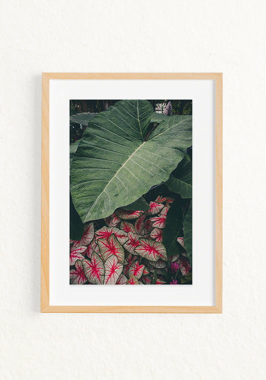 Alocasia Calladium