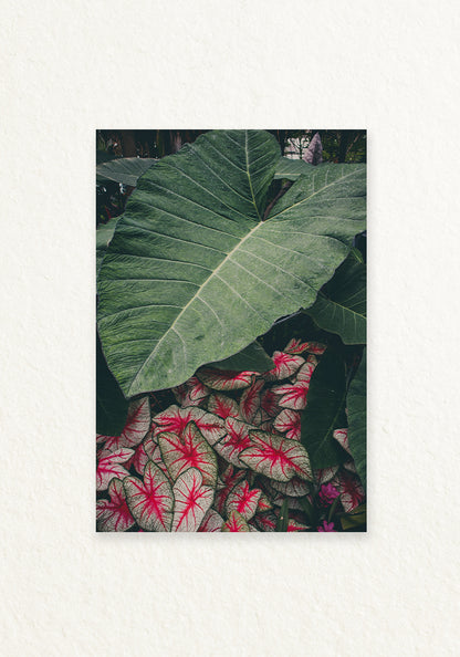Alocasia Calladium
