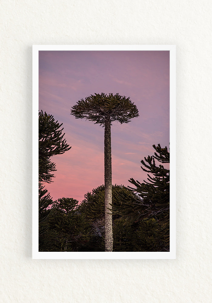 Araucaria Rosa