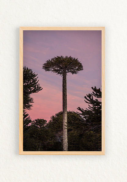Araucaria Rosa
