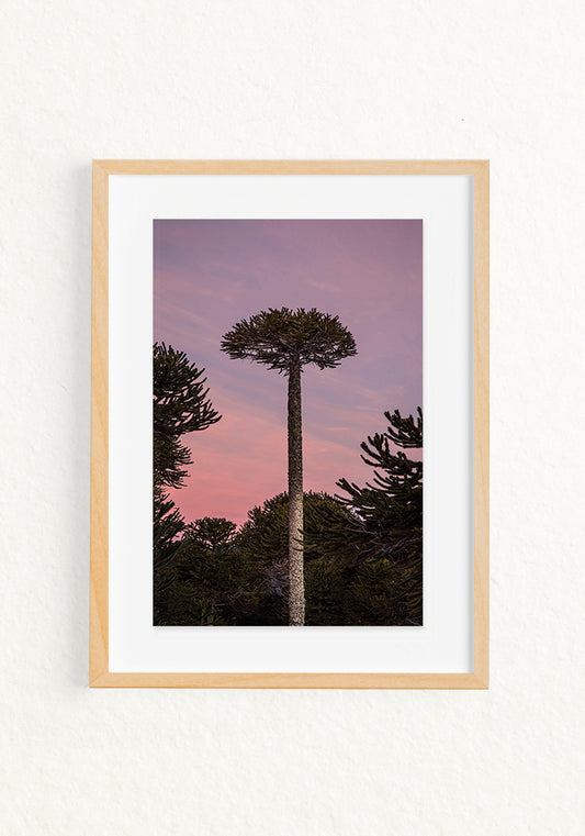 Araucaria Rosa