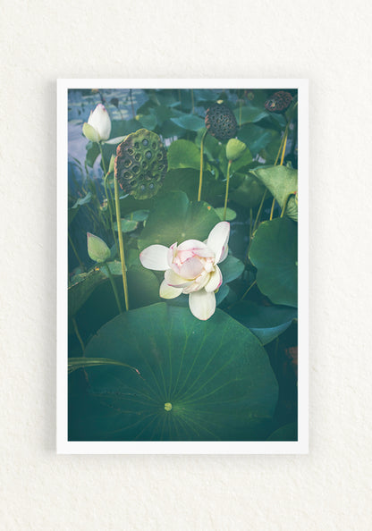 Lotus Blooming