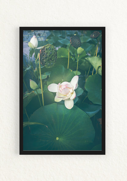 Lotus Blooming