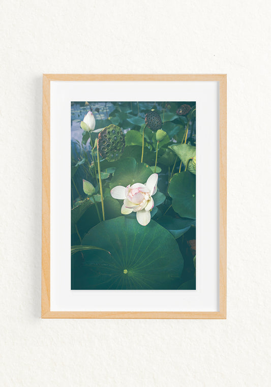 Lotus Blooming