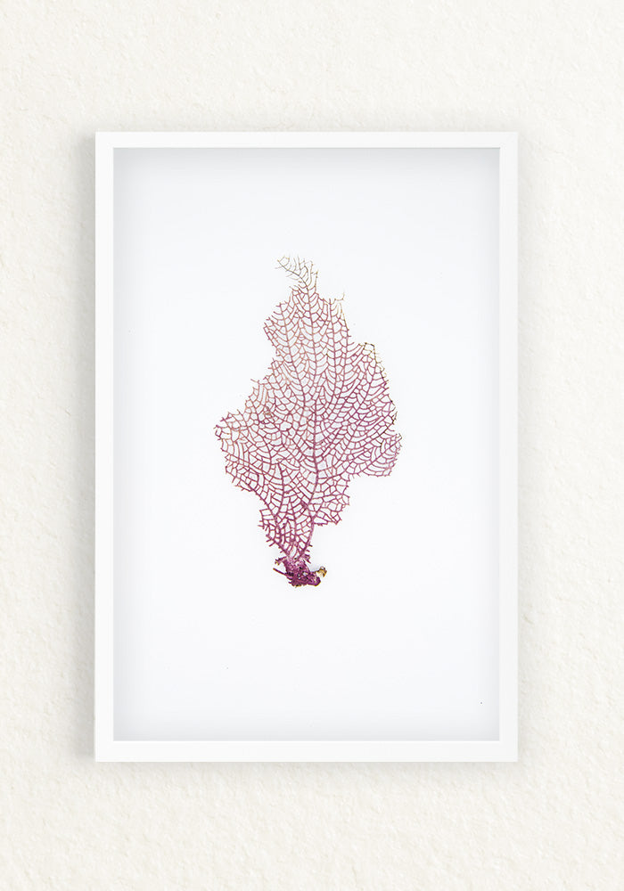 Coral Rescatado