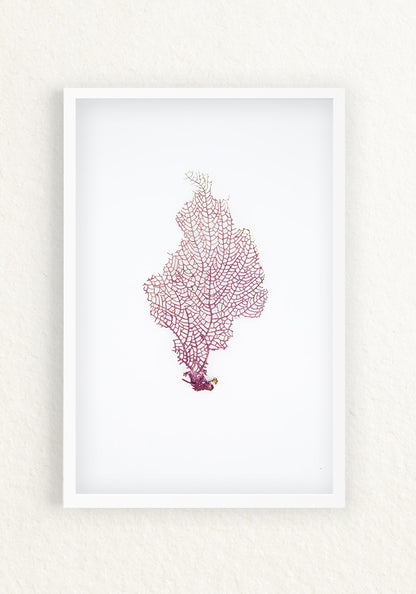 Coral Rescatado
