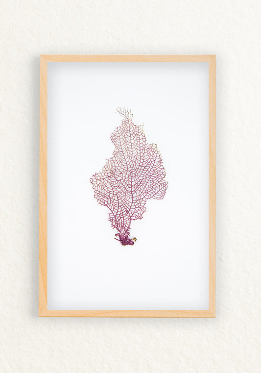 Coral Rescatado