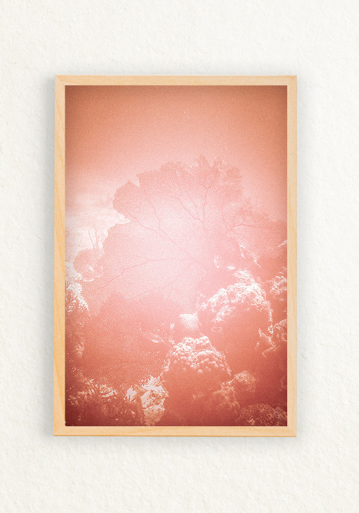 Coral