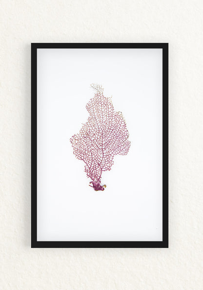 Coral Rescatado