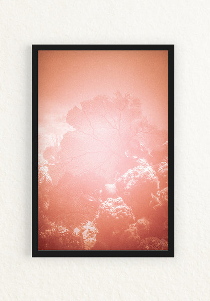Coral