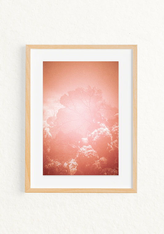Coral