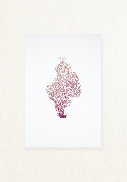 Coral Rescatado
